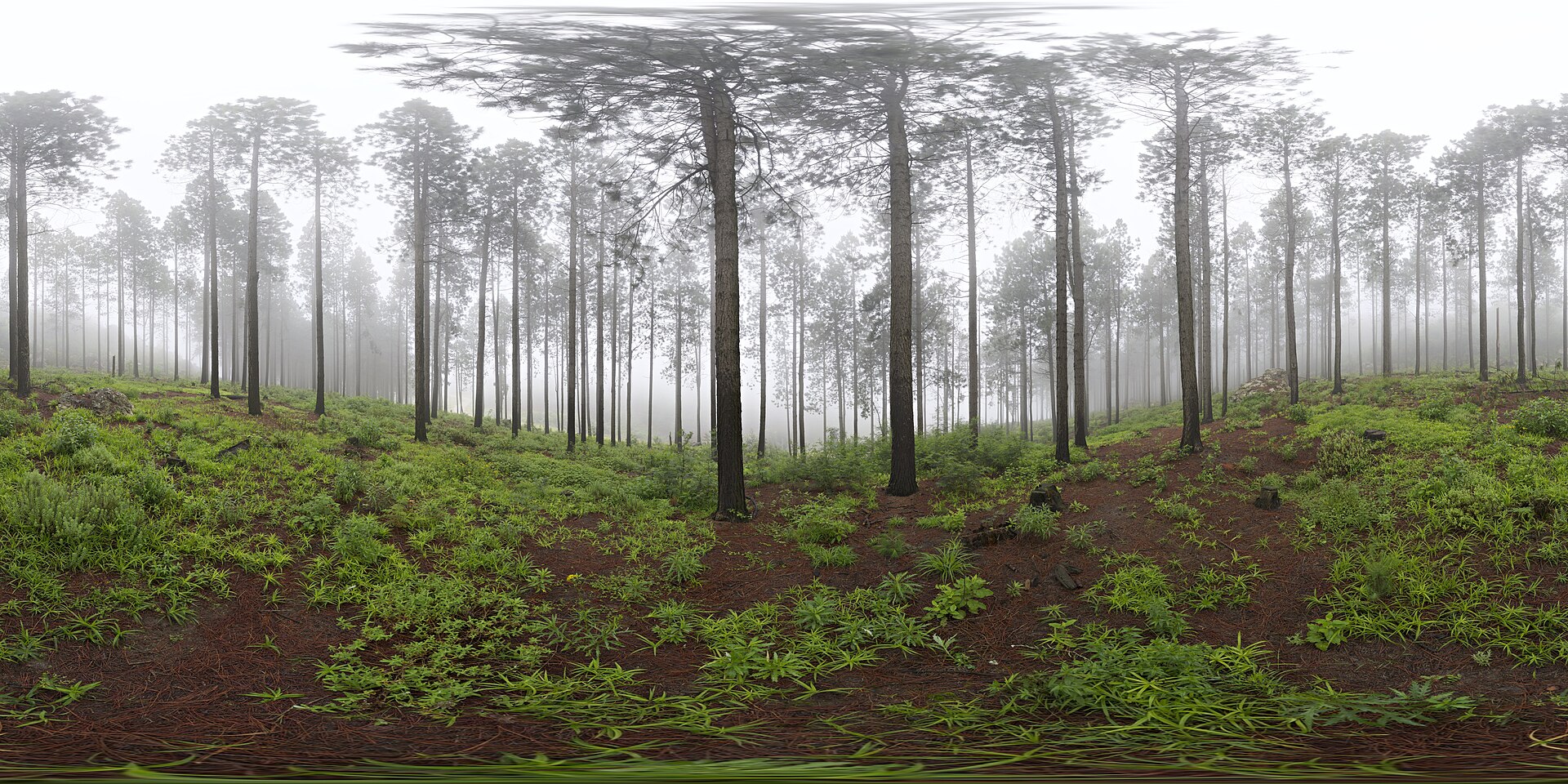 Misty pine forest